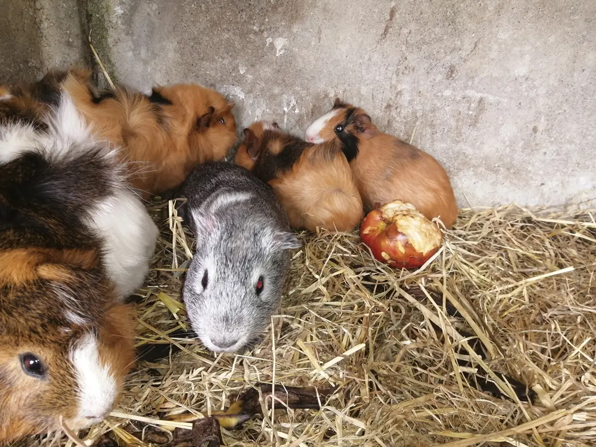 Visite à la ferme
