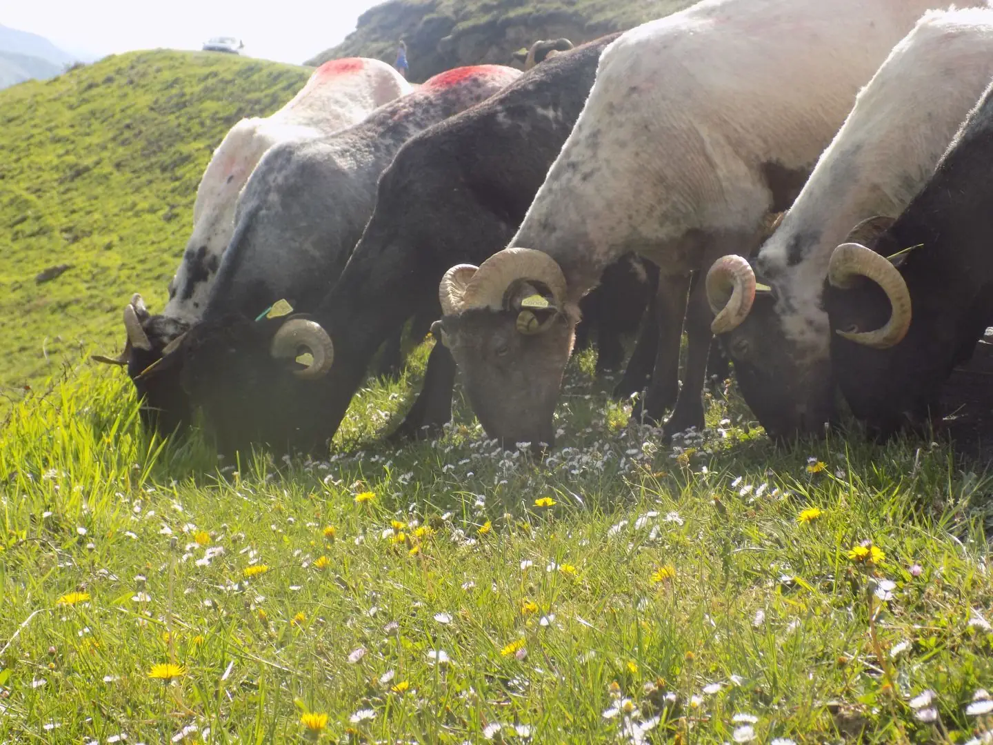 Visite de la ferme Etxepareborda