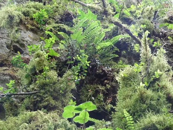 Randonnée "Les Canalettes secrètes et la jungle du Larzac"