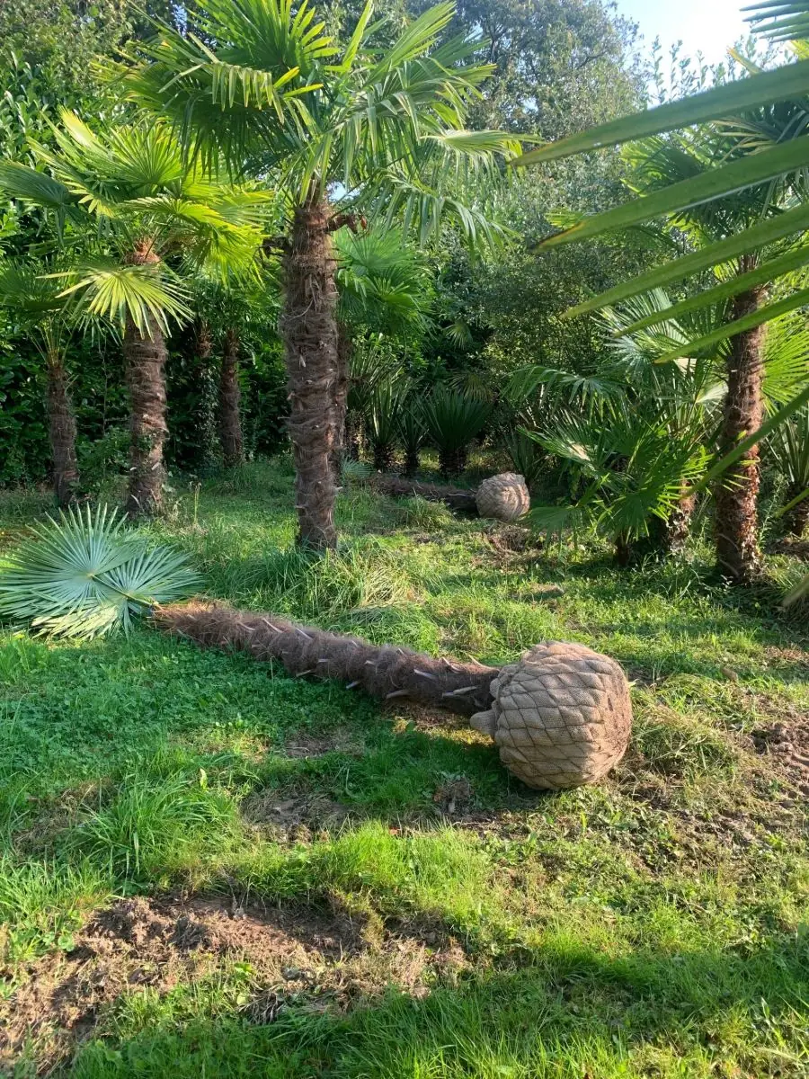 Fleur de Palmier - Palmeraie de Mortain