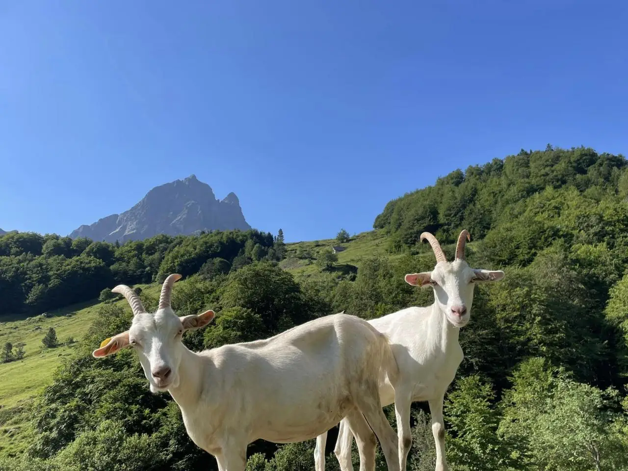 Découverte de la traite des chèvres