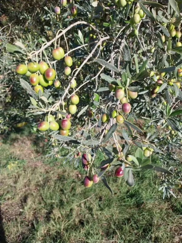 BALADE "ENTRE VIGNES ET OLIVERAIES"