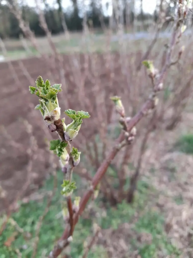 Atelier : Réaliser ses boutures de vivaces et petits fruits