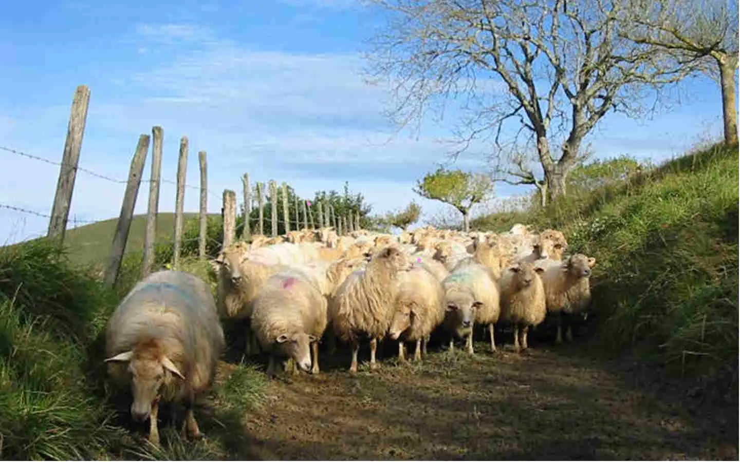 Visite de la ferme Landran et repas fermier