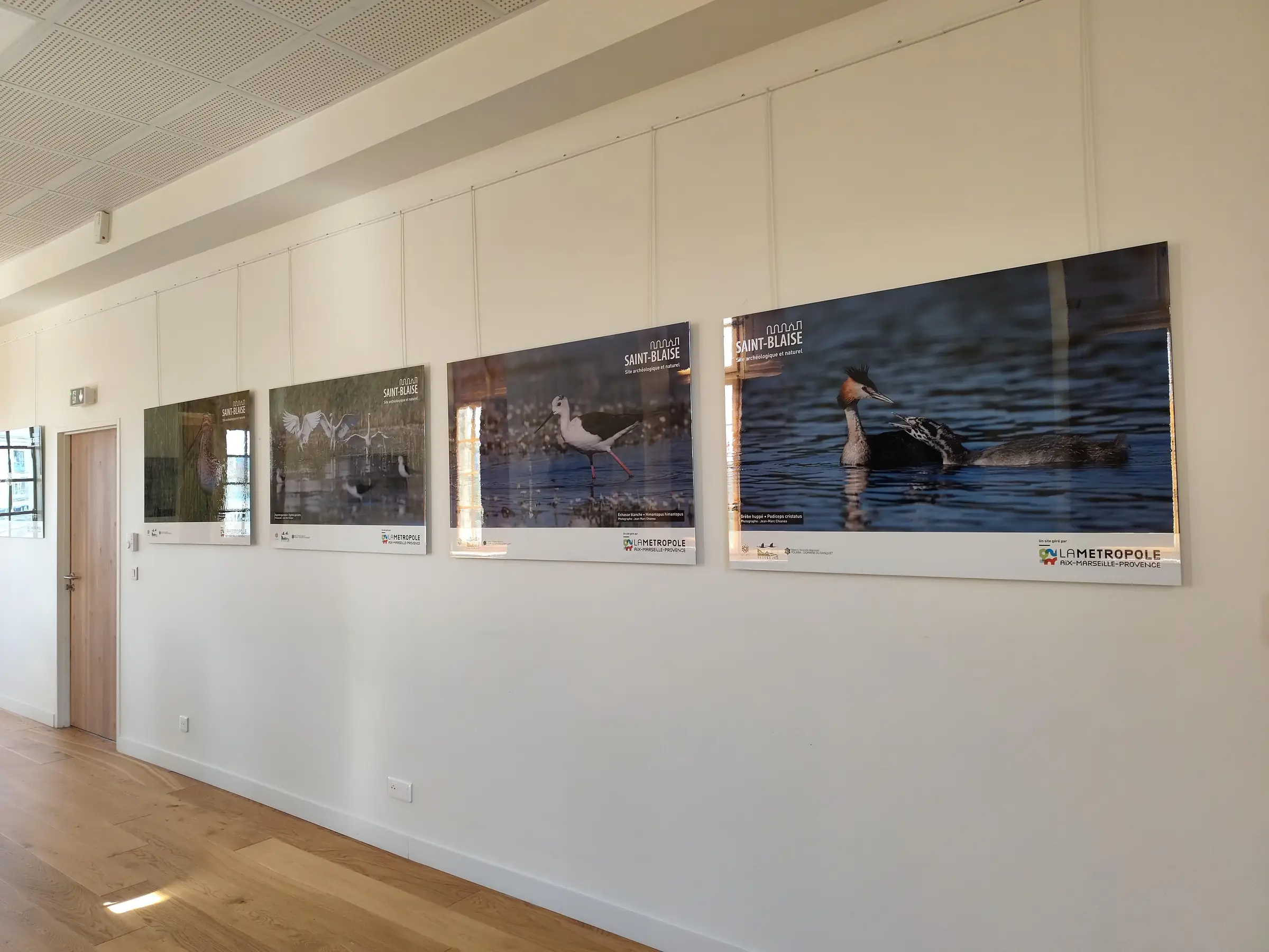 Exposition : biodiversité, regards croisés sur la faune et la flore locale