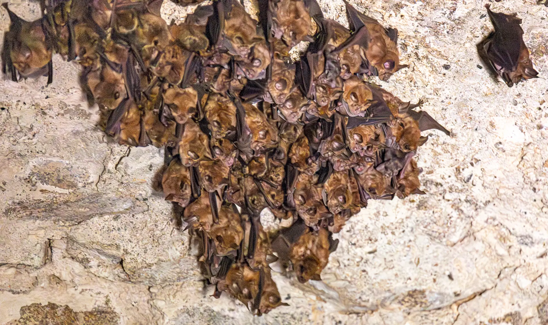 La nuit de la chauve-souris aux Tours de Merle