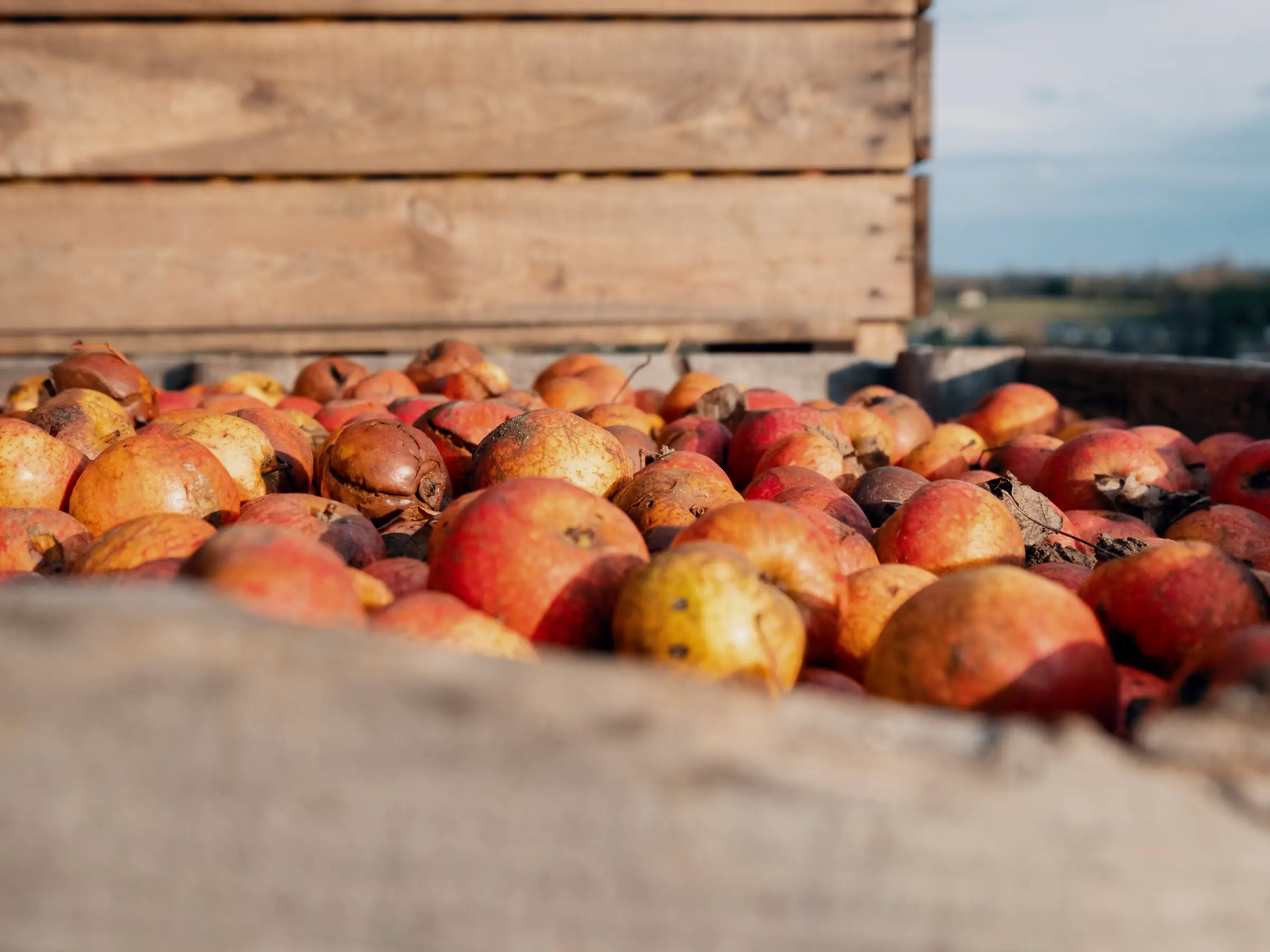 Visite "Bio et Local" au Manoir d'Apreval