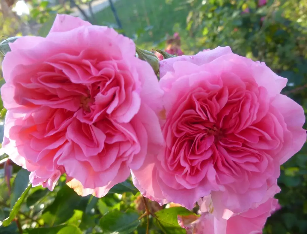La Petite Fête de la Rose