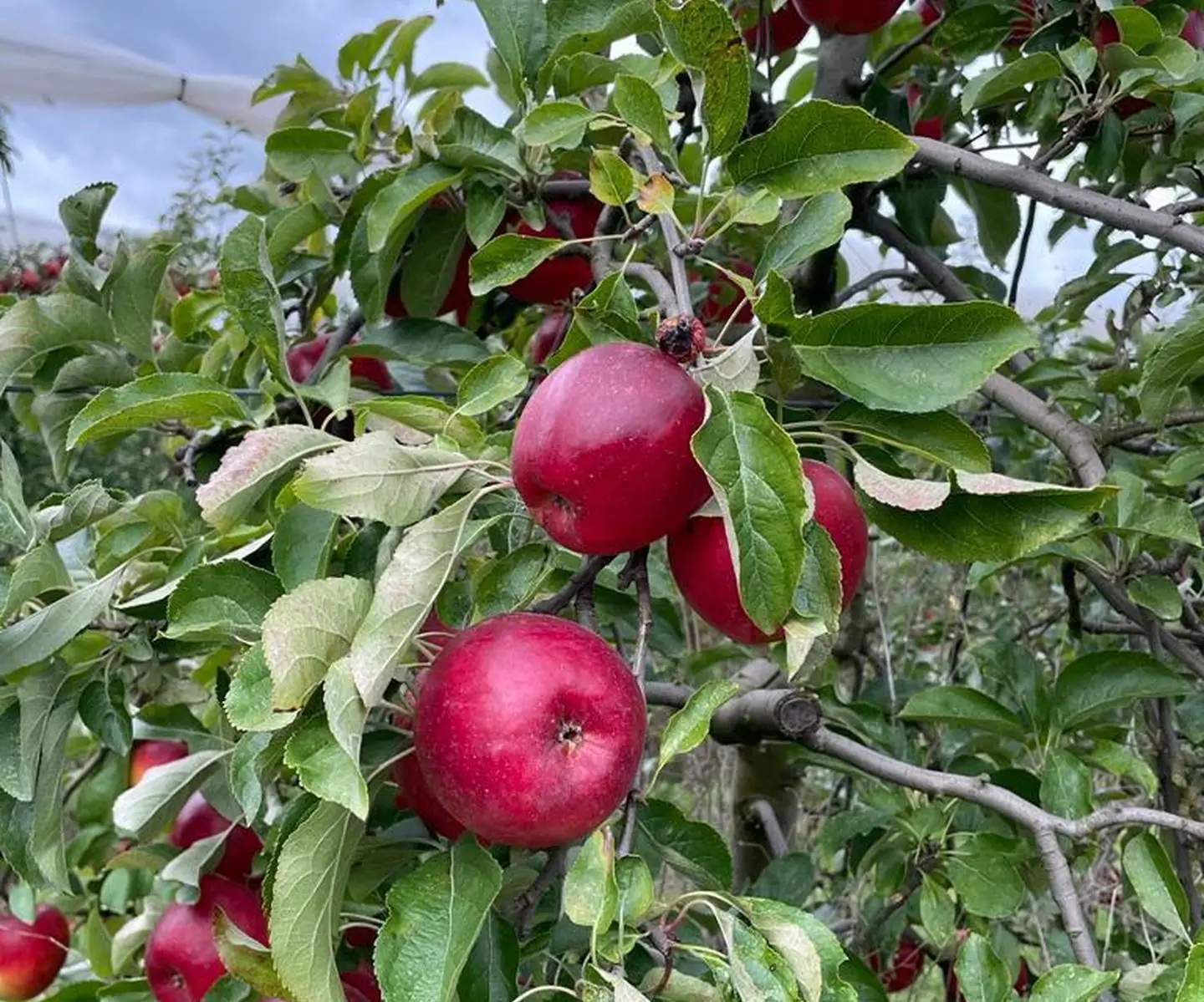 Fête de la pomme, à la Cueillette de l'Aragnon