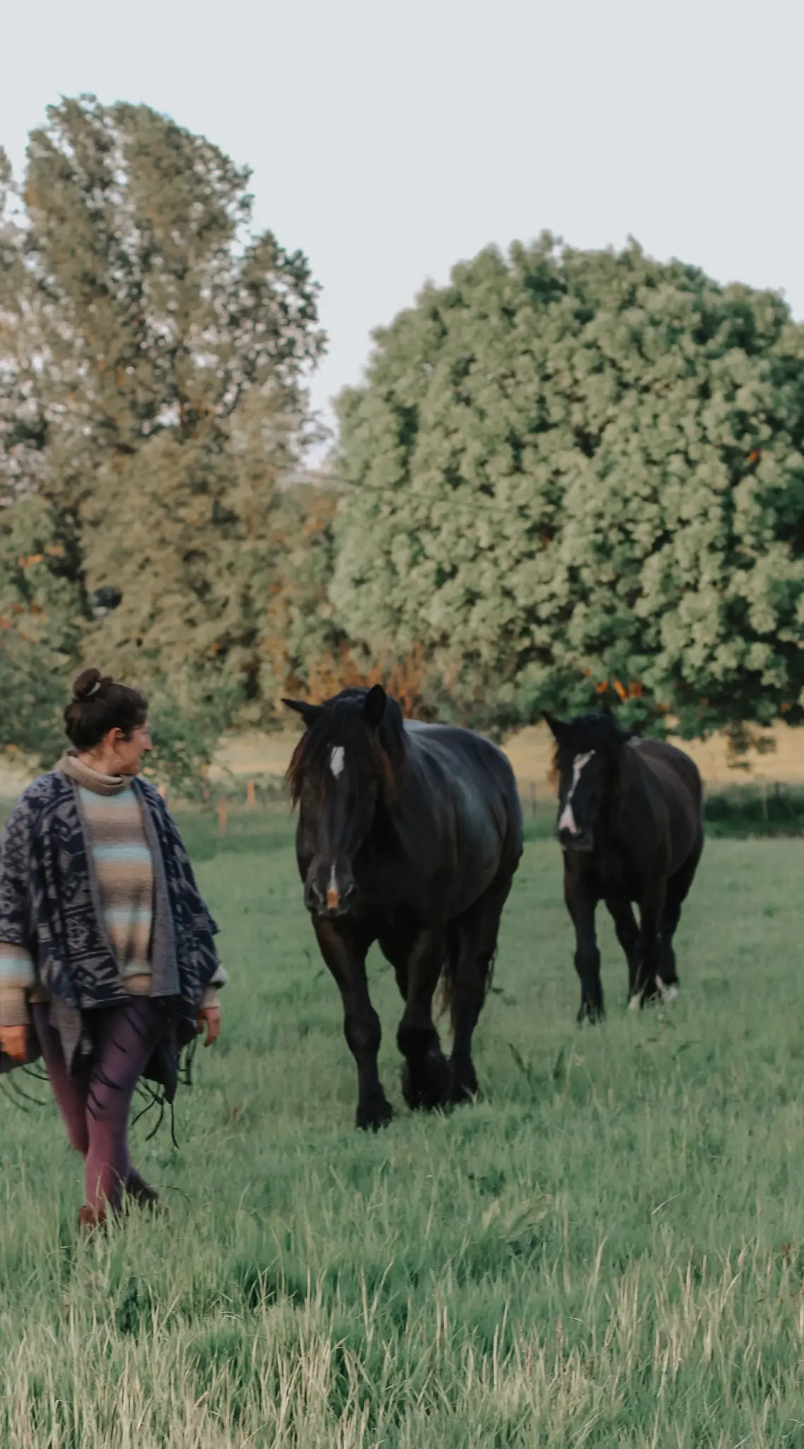 Journées découverte de la Médiation par le cheval