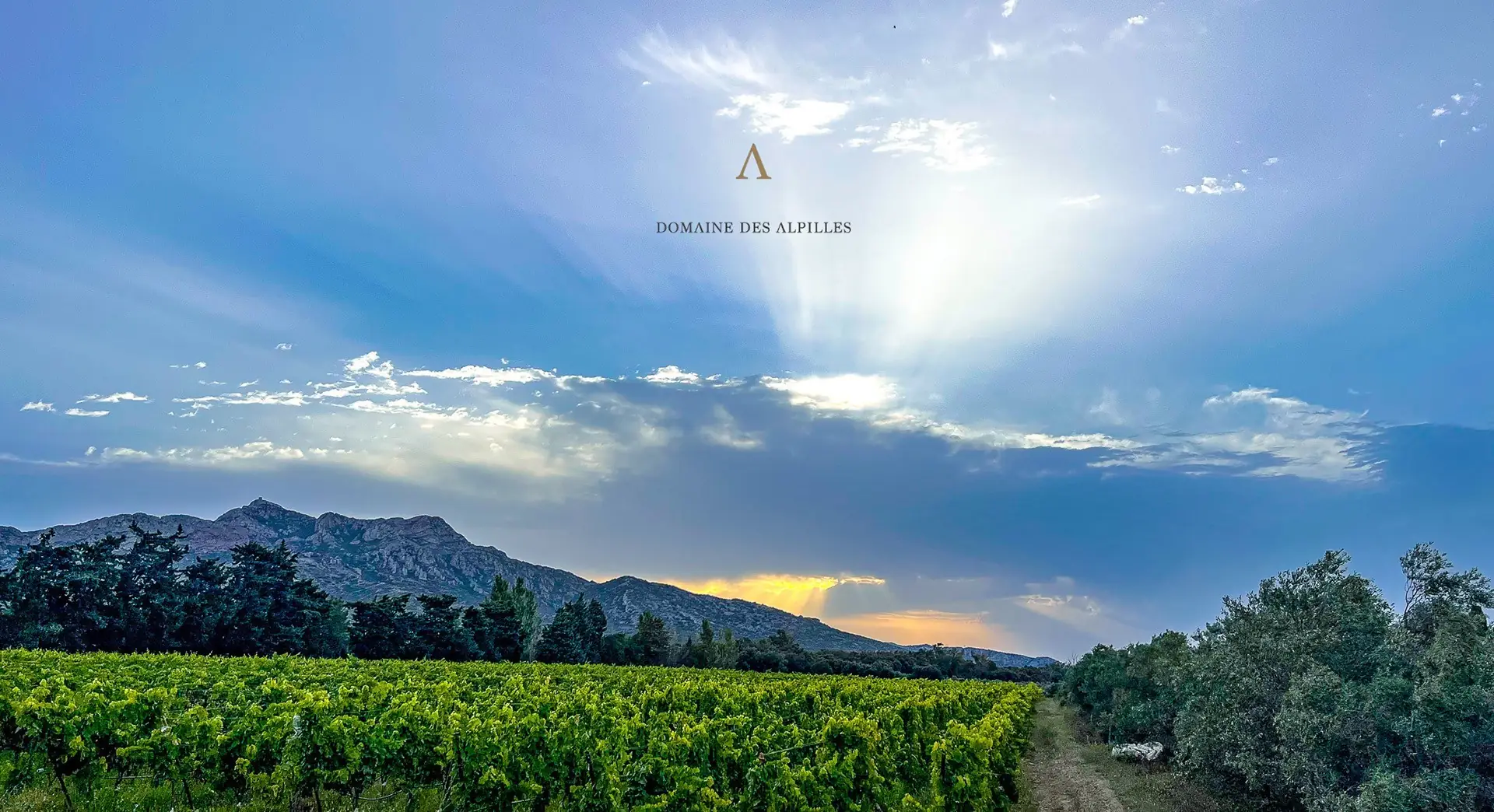 Les Afterworks du Domaine des Alpilles