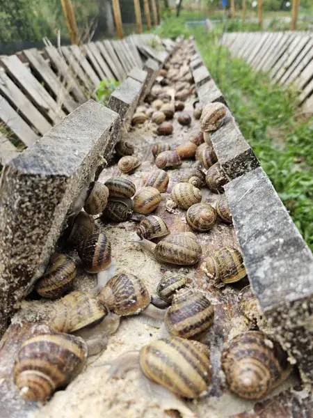 ESCARAGOLS