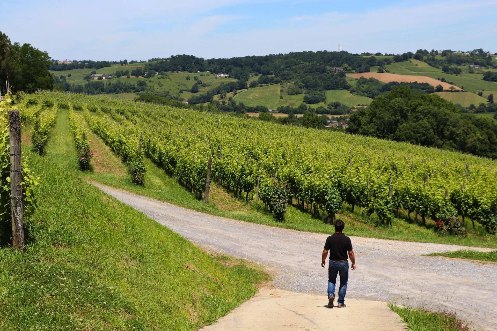 Balade vigneronne : Domaine Montesquiou