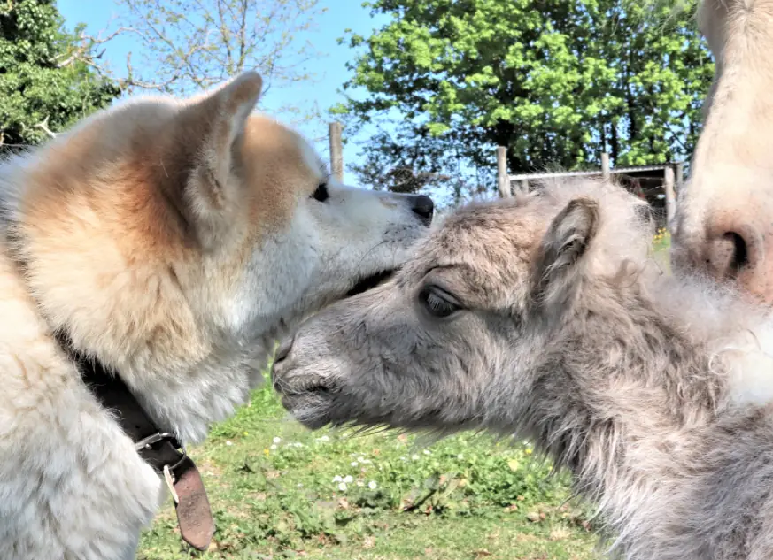 ANNULÉ - Rencontre avec les poulains miniatures
